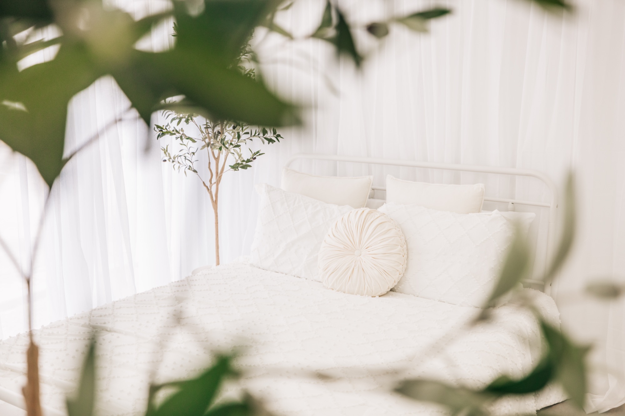 The studio's soft white bed setup framed by sheer curtains and an olive tree